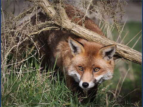 02 Fox In The Undergrowth