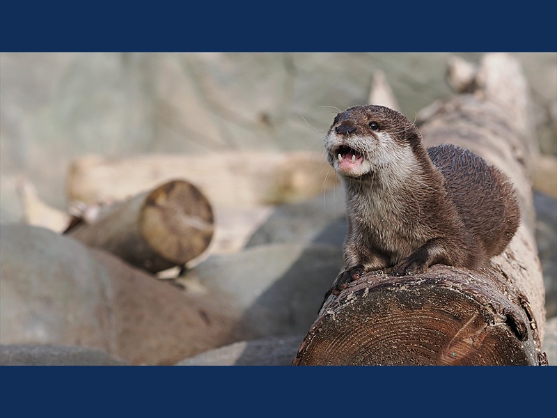 Angry Otter